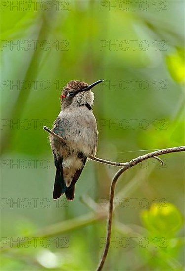 Bee Hummingbird