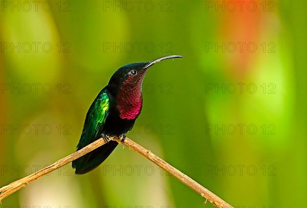 Purple-throated Carib