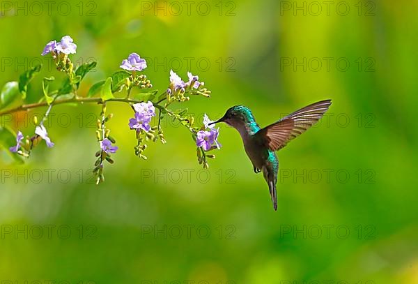 Antillean Crested Hummingbird