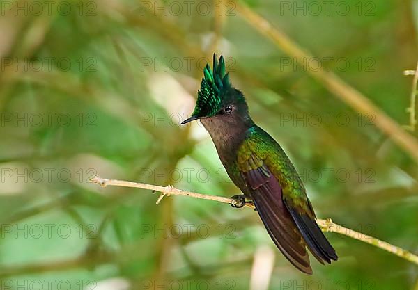 Antillean Crested Hummingbird