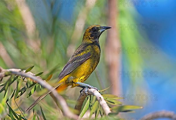 Cuban Oriole