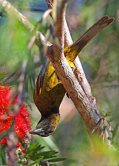 Cuban Oriole