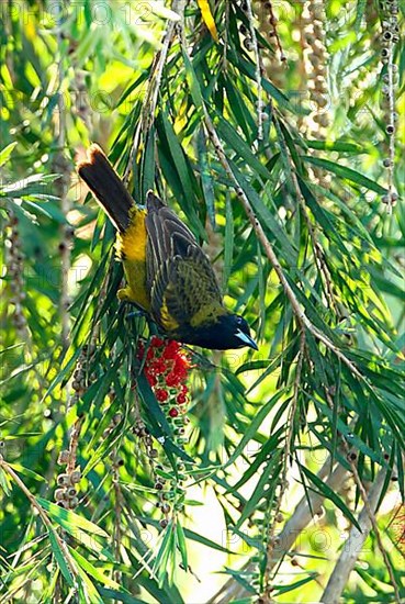 Cuban Oriole