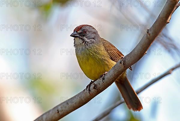 Zapata Sparrow