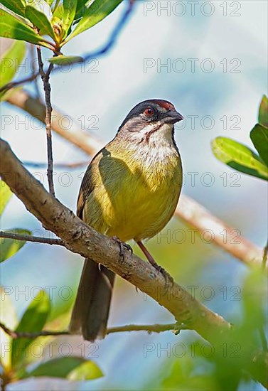 Zapata Sparrow