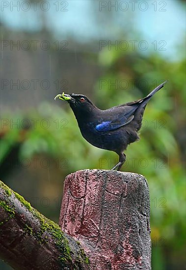 Taiwan Whistling-thrush