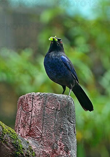 Taiwan Whistling-thrush