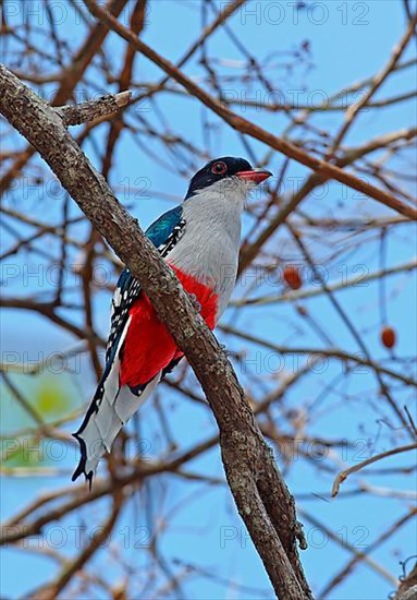 Cuban Trogon