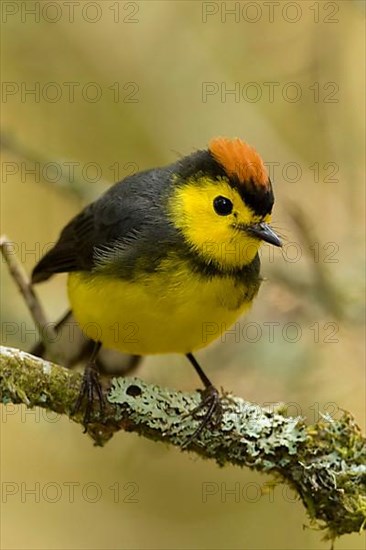 Collared Redstart