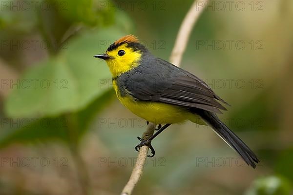 Collared Redstart