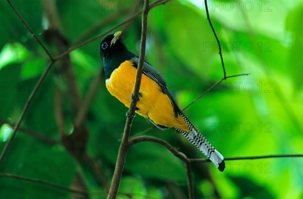 Black-throated Trogon