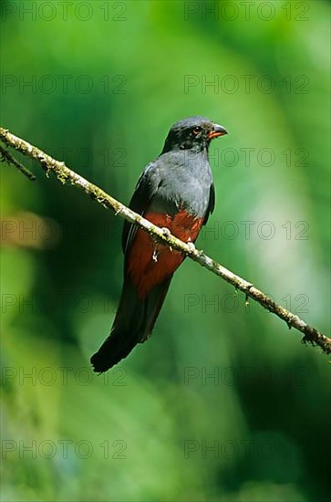 Slaty-tailed Trogon