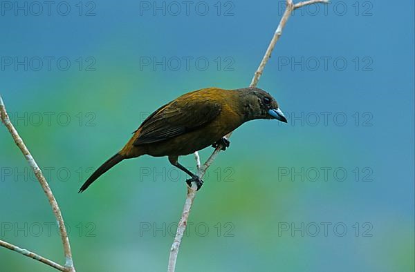 Fire-backed Tanager