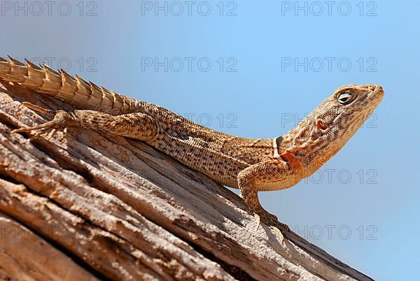 Madagascar Spiny-tailed Iguana