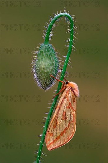 Ghost Moth