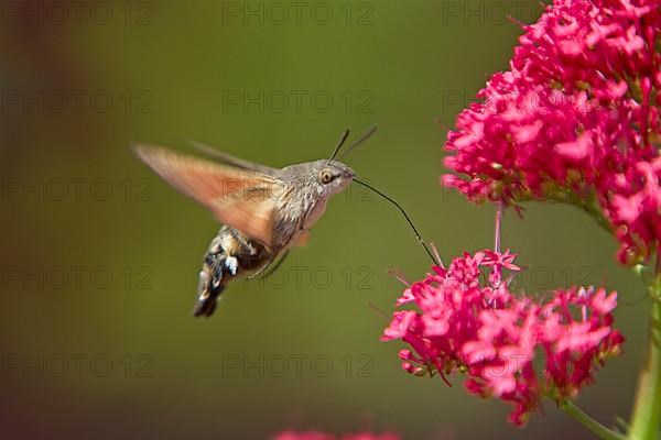 Hummingbird Hawkmoth