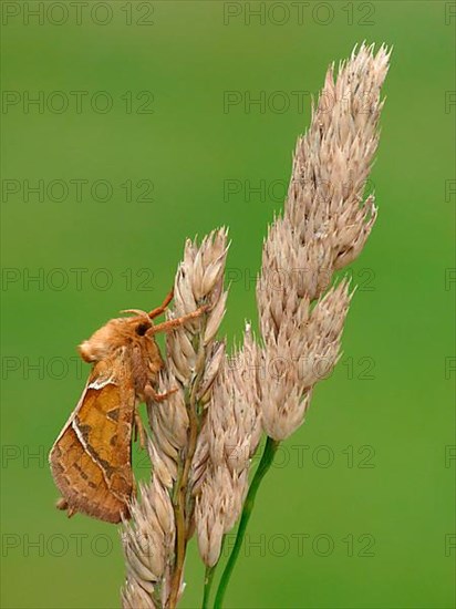 Orange Swift