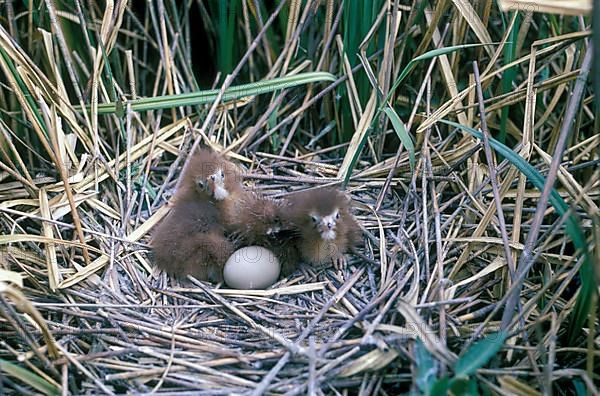 Great Bittern