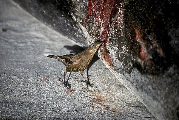 Monochrome Shorebird