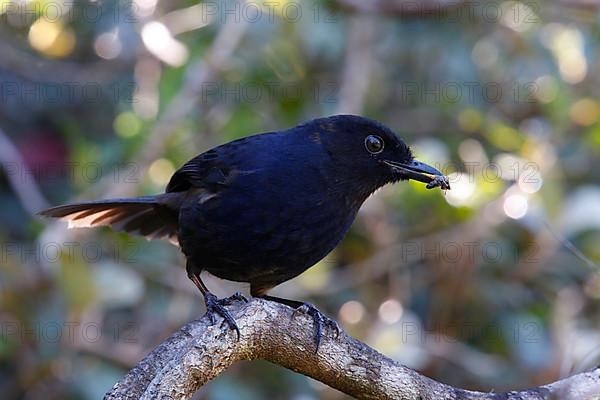 Ceylon Whistling Thrush