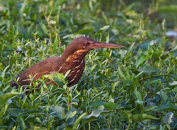 Little Bittern