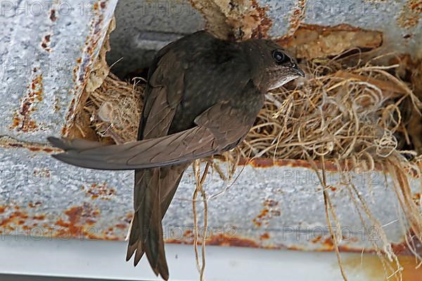 Swifts at the nest in the rafters of a building