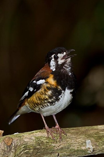 The Chestnut Thrush