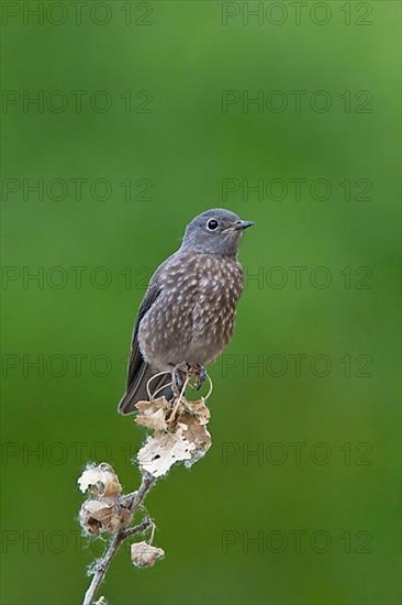 Youth Townsend's Solitaire