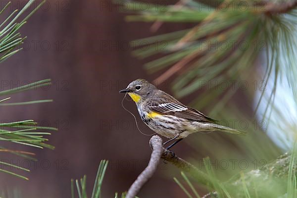 Crowned Warbler