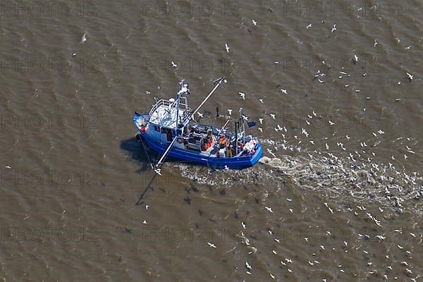 Aerial view of blue shrimp trawler boat fishing for shrimp at sea followed by seagulls