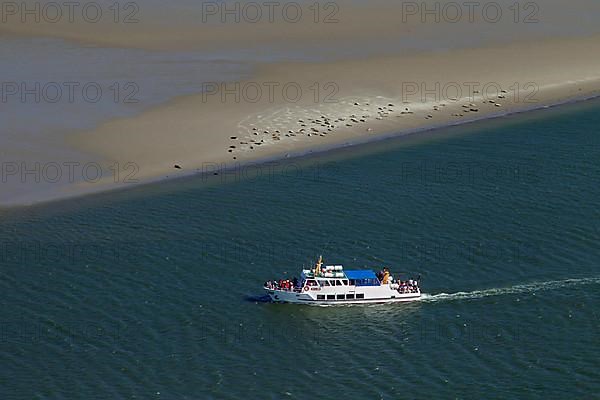 Boat with tourists visiting a harbor seal