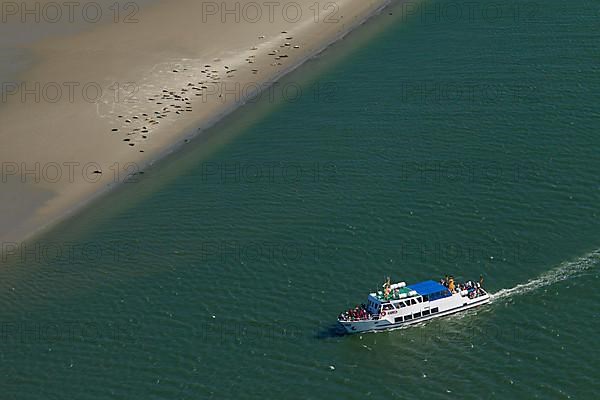 Boat with tourists visiting a harbor seal