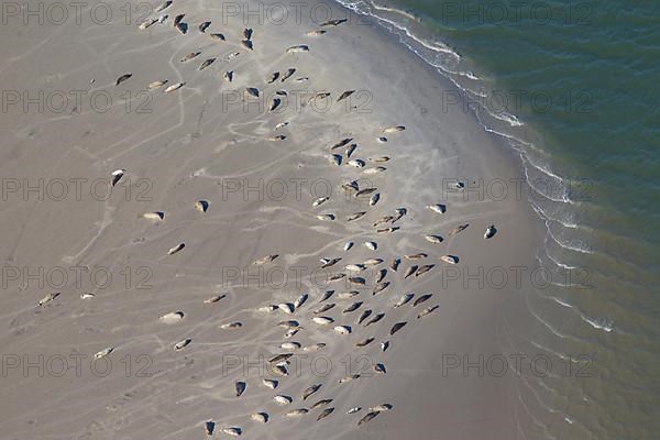 Bird's eye view of harbor seals