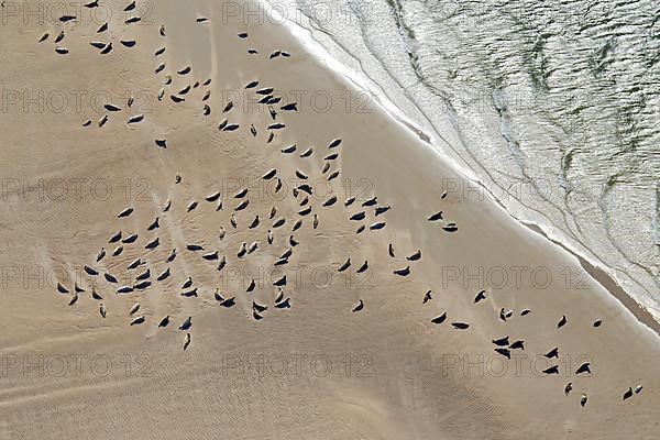 Bird's eye view of harbor seals