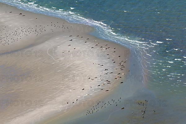 Bird's eye view of harbor seals
