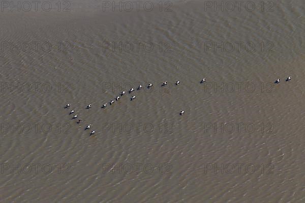 Flock of common eiders