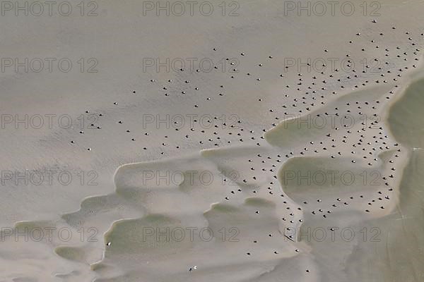 Resting flock of common eiders