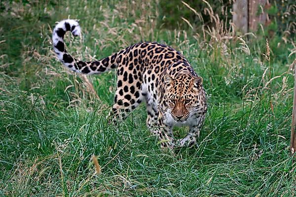 Amur leopard