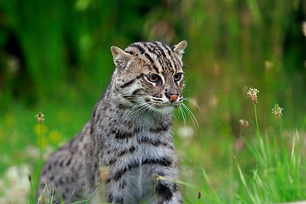 Fishing cat