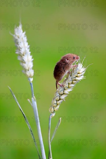 Harvest mouse