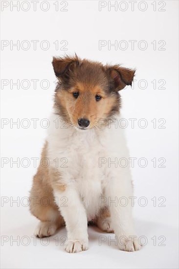 Collie