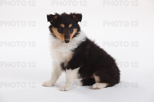 Collie