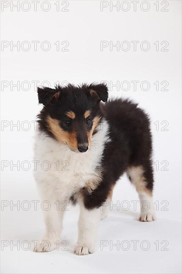 Collie