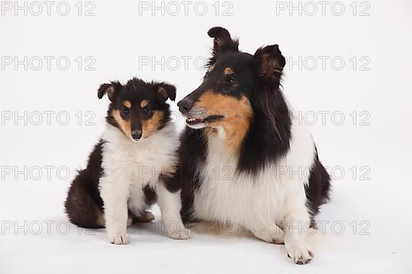 Rough Collie