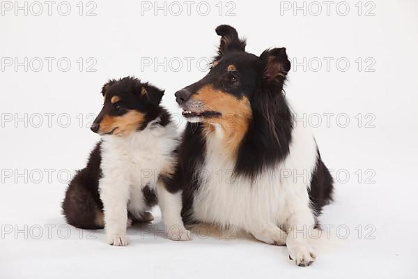 Rough Collie