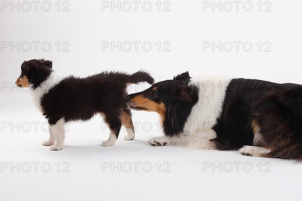 Rough Collie