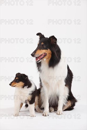 Rough Collie