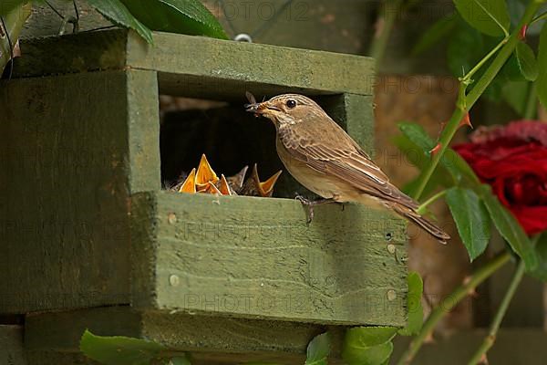 Spotted Flycatcher