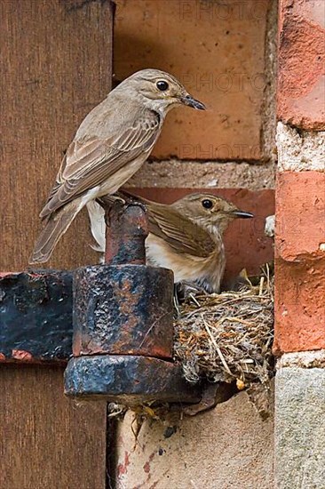 Spotted Flycatcher