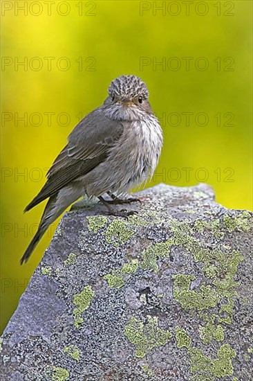 Spotted flycatcher